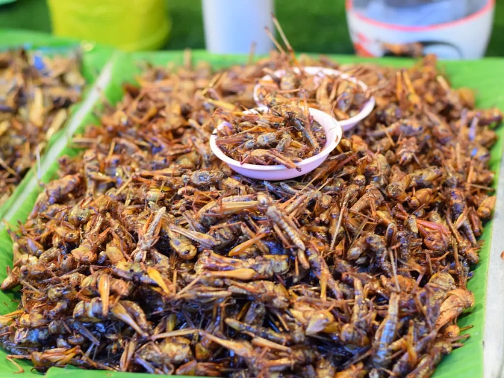 Bisnis Cemilan Snack Jangkrik Peluang Usaha yang Unik